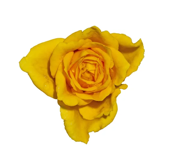 Żółta róża. — Zdjęcie stockowe