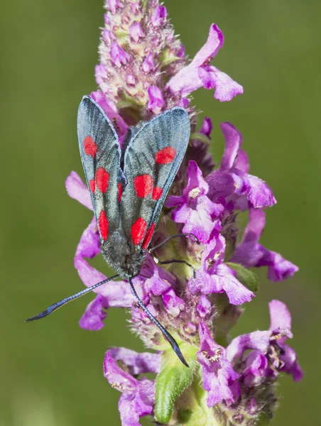 Moth on colors. — Stok fotoğraf