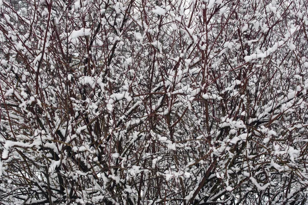 Snow-covered branches of bushes. — Stock Photo, Image