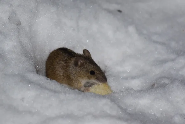 Die Maus auf Schnee. — Stockfoto