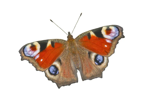 La mariposa el ojo de pavo real — Foto de Stock