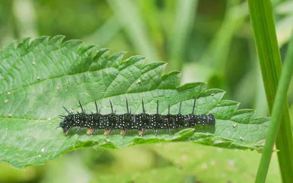 Caterpillar a pillangó a páva szeme — Stock Fotó