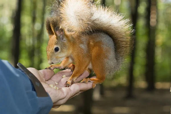 O esquilo domesticado come de mãos — Fotografia de Stock