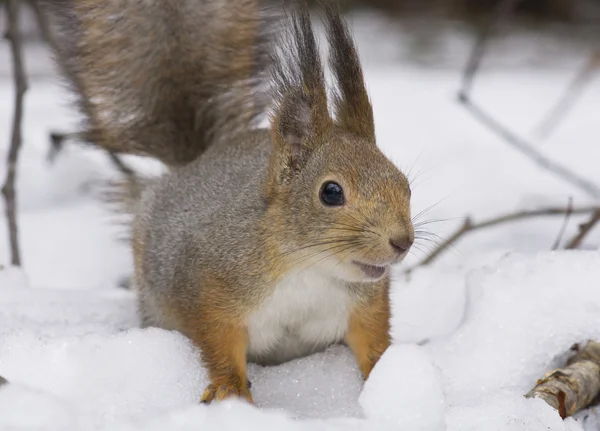 O esquilo na neve — Fotografia de Stock