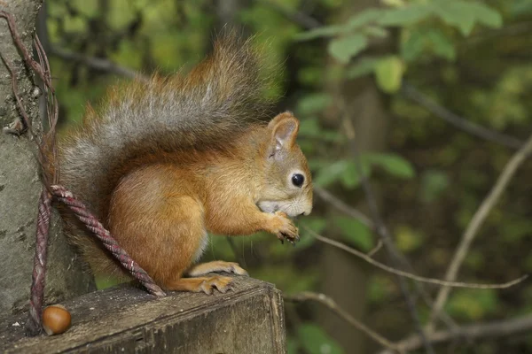 Lo scoiattolo — Foto Stock