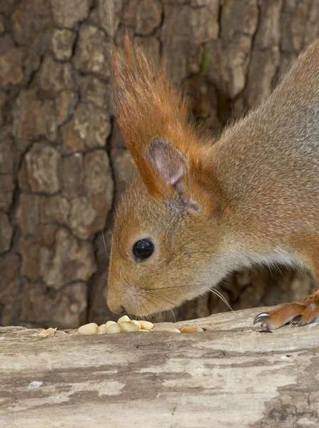 Lo scoiattolo, un primo piano, noci — Foto Stock
