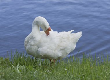 Goose ashore