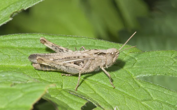 stock image Grasshopper