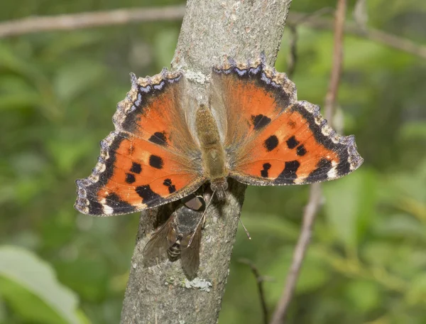 A borboleta em um tronco de árvore . — Fotografia de Stock