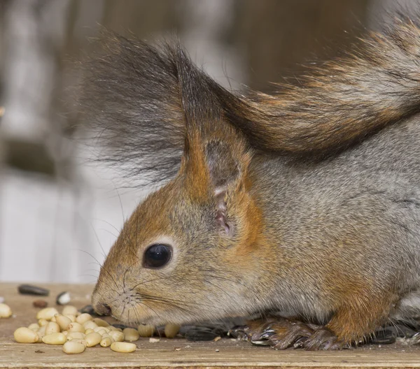 De eekhoorn, een close-up, noten — Stockfoto