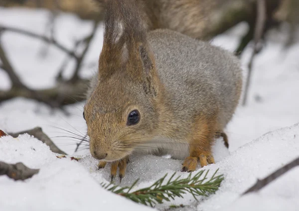 Das Eichhörnchen im Schnee — Stockfoto