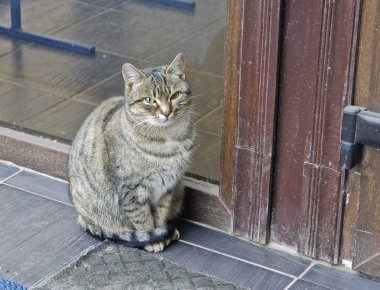 bir kapı, kedi.