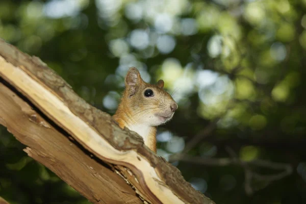 Lo scoiattolo guarda fuori da per un albero . — Foto Stock