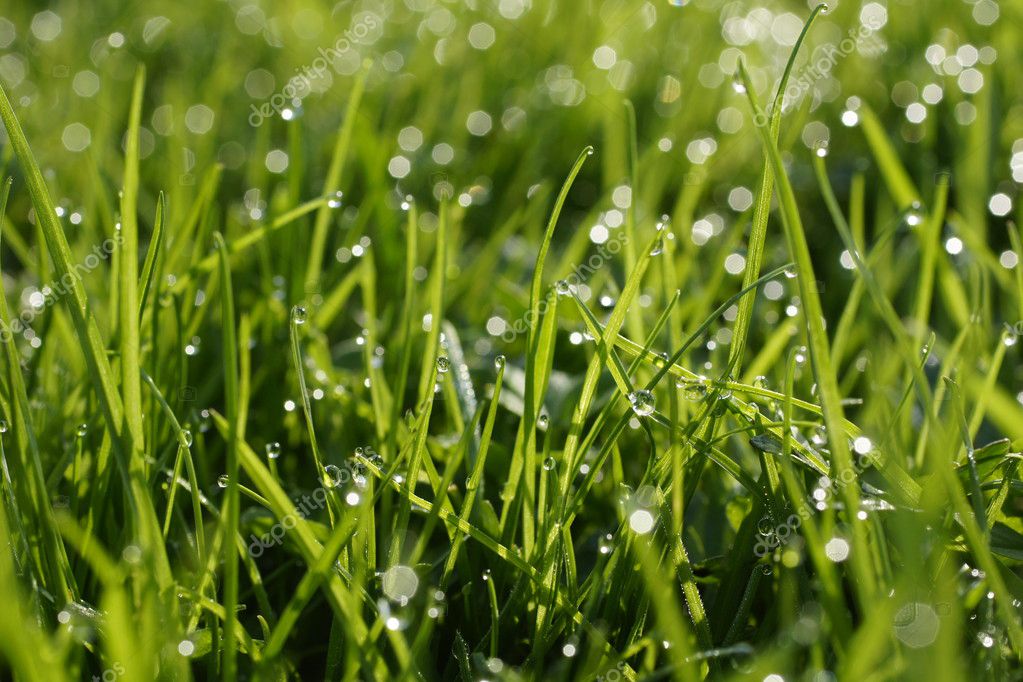 Dew on a grass. — Stock Photo © iskander1 #9386482