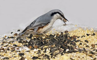 Nutcracker on the bird's feeding trough. clipart