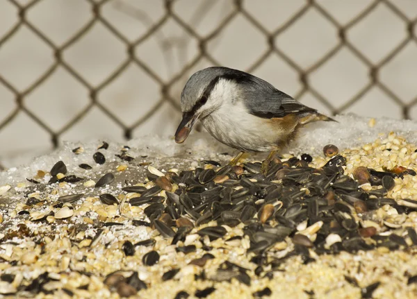 Cascanueces en el comedero del ave . — Foto de Stock