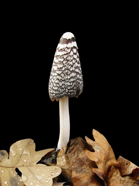 Poisonous mushroom on a black background — Stock Photo, Image