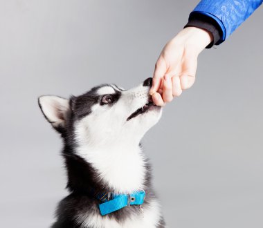 Sibirya husky yavrusu