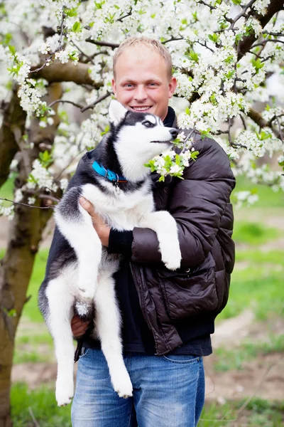 Adam köpek yavrusu husky ile — Stok fotoğraf