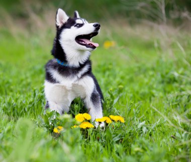 Sibirya husky yavrusu