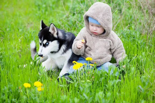 Criança com cachorro husky — Fotografia de Stock