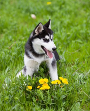 çim Husky yavrusu