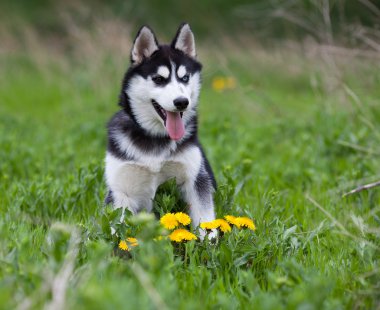 çim Husky yavrusu