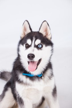 Husky Studio