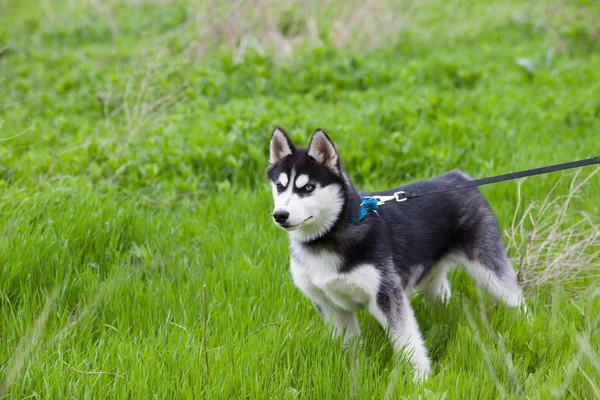 Husky pup op het gras — Stockfoto