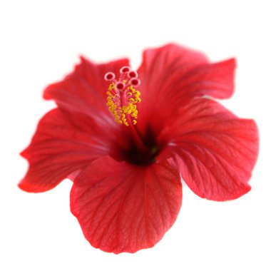 Hibiscus clipart