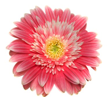 Gerbera