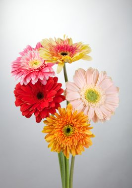 Gerbera clipart