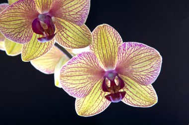 Orchid on black clipart