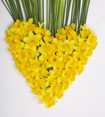 Daffodils heart on ehite clipart