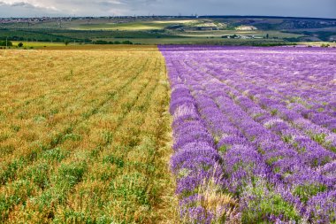 Lavender field clipart