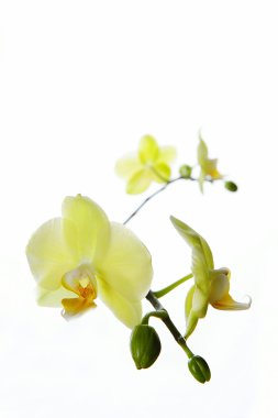 Orchid clipart