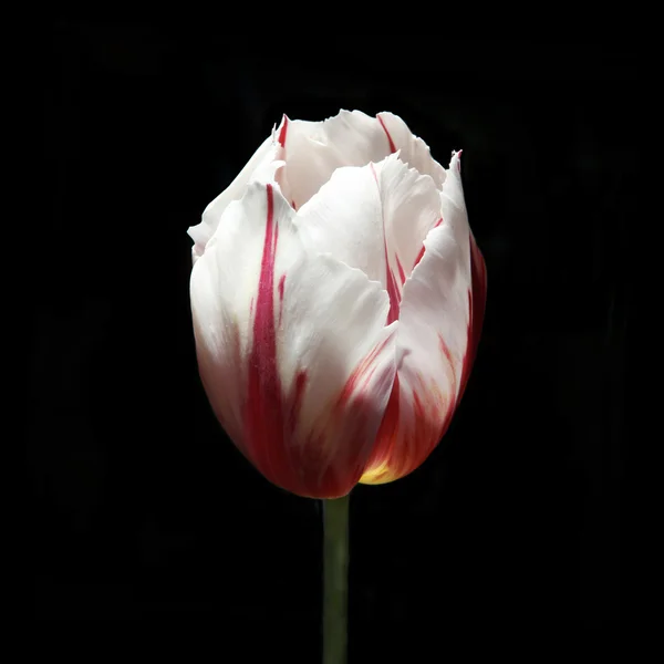Тюльпан на чорному — стокове фото