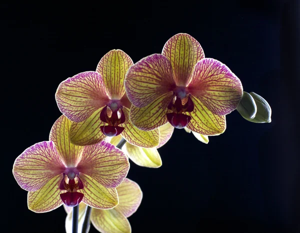 Orchidee auf schwarz — Stockfoto