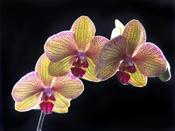 Orchid op zwart — Stockfoto