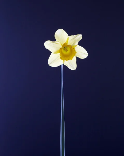 Daffodils on blue — Stock Photo, Image