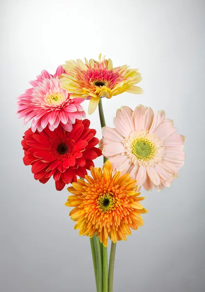 stock image Gerbera