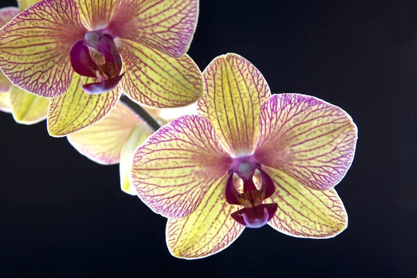 Orchidea na czarny — Zdjęcie stockowe