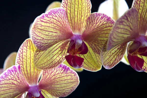 Orchidea na czarny — Zdjęcie stockowe