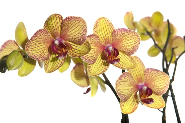Orquídea sobre blanco — Foto de Stock