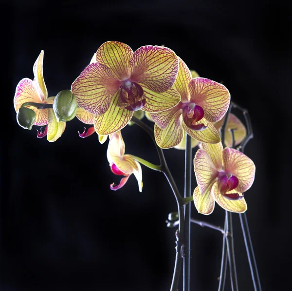 Orquídea sobre negro — Foto de Stock