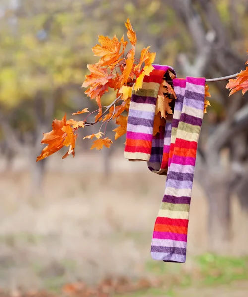 stock image Scarf on the autumn tree