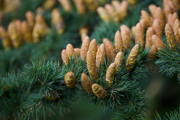 Stock image Xmas spruce