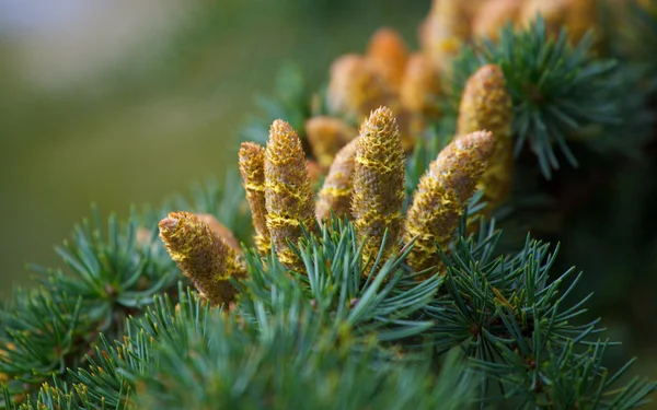 stock image Xmas spruce with lump