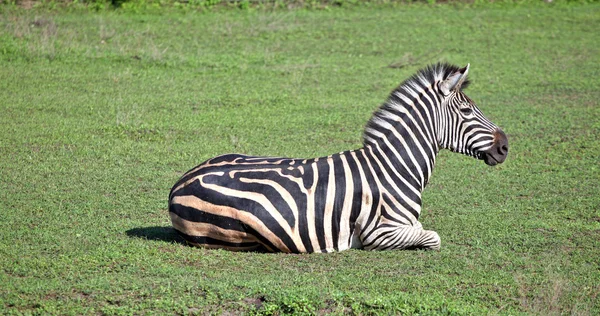 Zebra auf Gras — Stockfoto