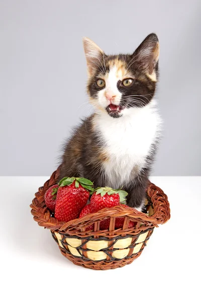 Gatinho com morango — Fotografia de Stock